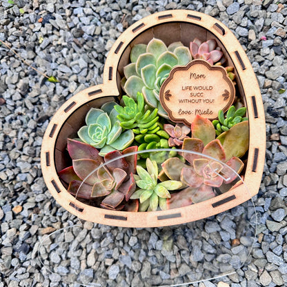 Succulent gift box
